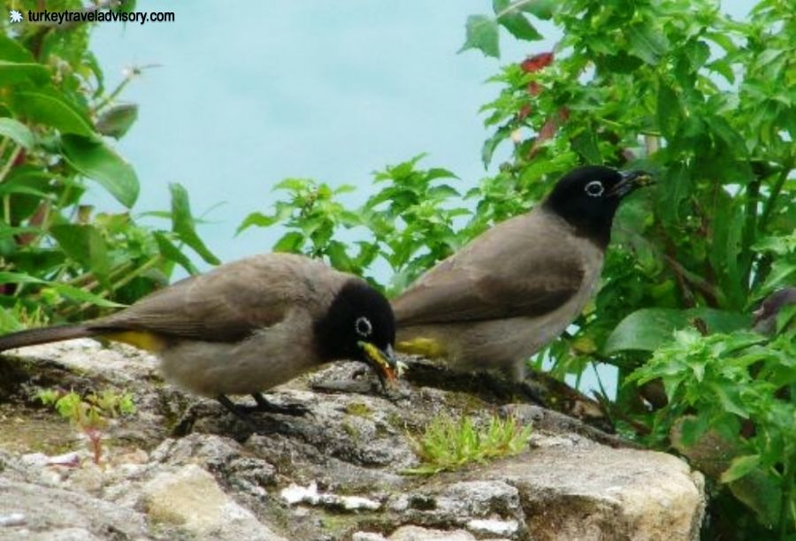 Bird Watching Tours by Pomegranate Tour