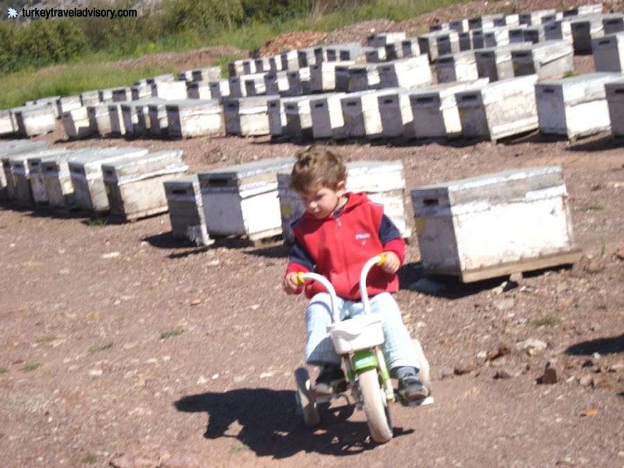 Emirhan Uysal and Bee Keeping in Turkey