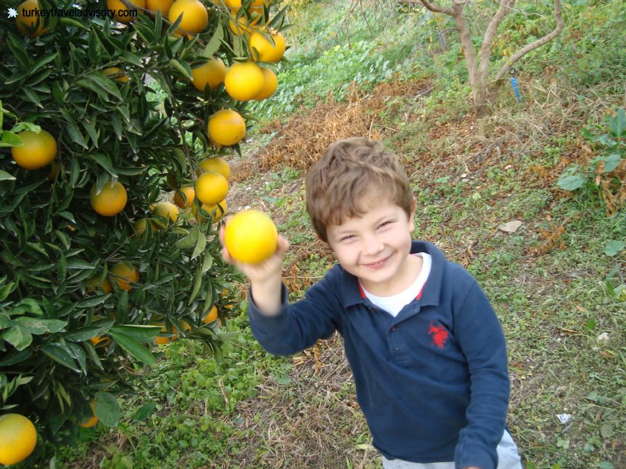 Emirhan Uysal in Orange Grove