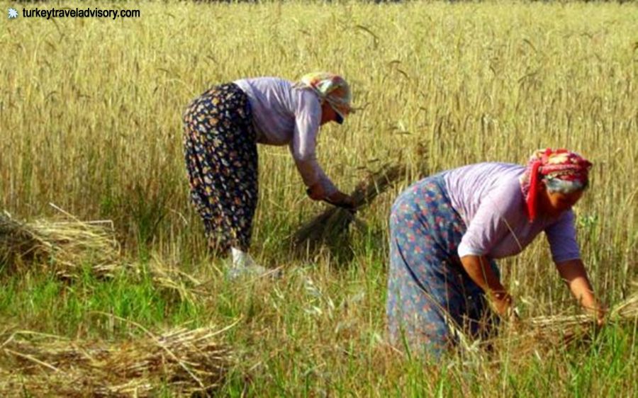 Hardworking Anatolian Women