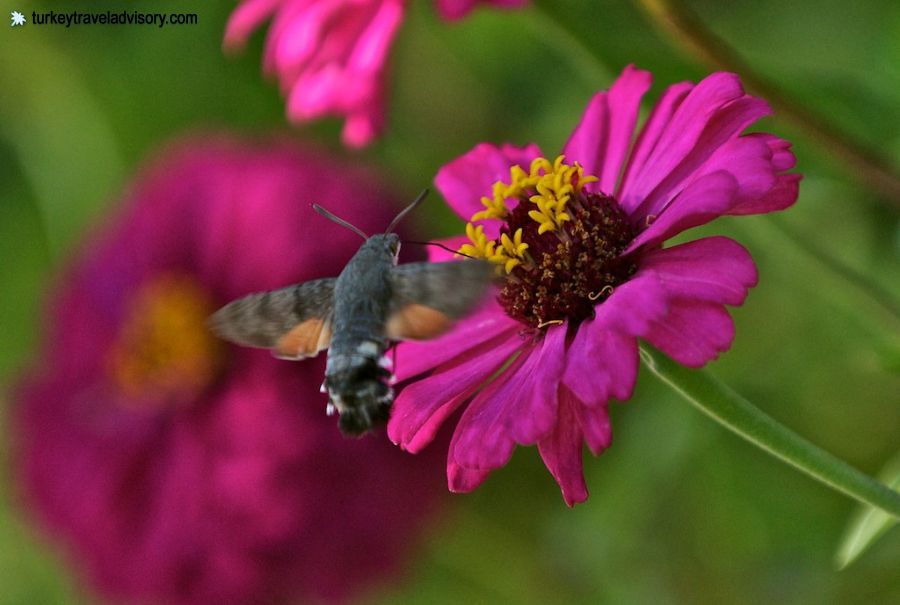 Turkey flowers, photo by Colin Beaton