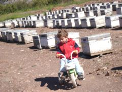 Emirhan Uysal and Bee Keeping in Turkey