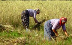 Hardworking Anatolian Women