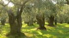 Ephesus- Sirince Village