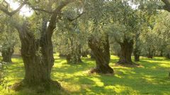 Ephesus- Sirince Village