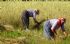 Hardworking Anatolian Women